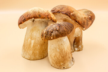 closeup of a group Porcini mushroom edible fungi isolated on a beige background