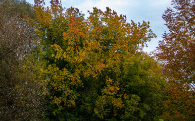 Tree changing to fall Colour