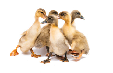 little goslings isolated