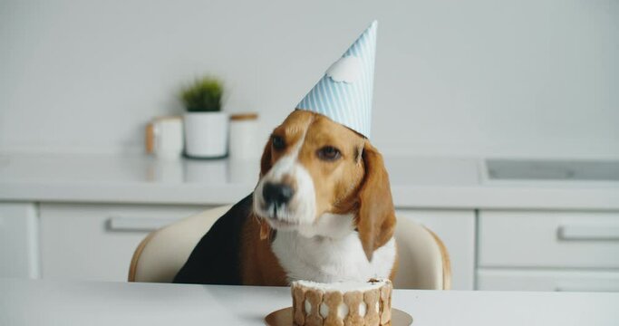 A happy beagle dog in a festive hat sits at the table and eats his delicious cake. Dog holiday birthday. High quality 4k footage