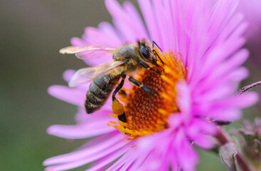 Bee on a flower