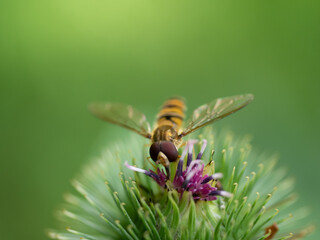 Insect Macro