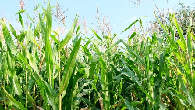 Tall Corn Vegetable Plants Field Blowing at the Wind. Agriculture Concept