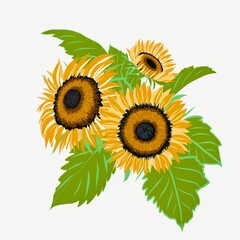 sunflower isolated on white