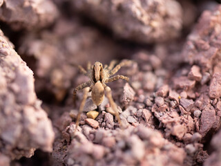 Macro Spider on dry earth