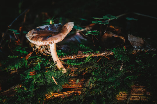 Pluteus roof fungus mushroom in colourful autumn forest