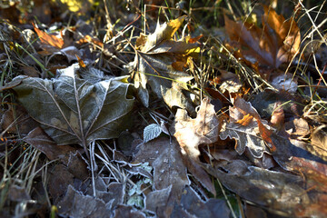 Winter impressions, icy foliage in the sunlight