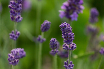 lavender flowers - close-up. A bouquet of fragrant flowers in lavender fields in French Provence near Valensole