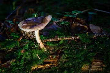 Pluteus roof fungus mushroom in colourful autumn forest
