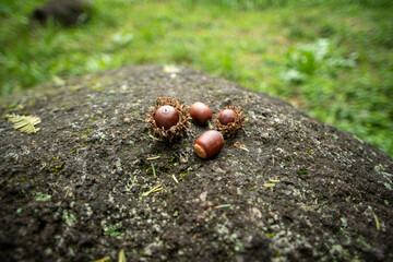 acorn on the ground