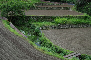 Fototapeta na wymiar 深い谷を開墾して作られた段々畑