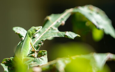 gecko leaf standing green