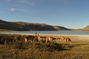 Hiking around the dramatic and windswept mountain landscapes of the Torres del Paine National Park in Patagonia, Chile