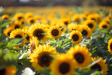 Sunflowers in the field - 384399240