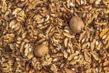 Closeup of big shelled walnuts pile. Walnut kernels and whole walnuts top view. Fresh raw walnuts full of healthy fats, fiber, vitamins and minerals.Eating walnuts to better brain function.Food scene.