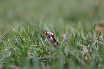 brown beetle in the grass