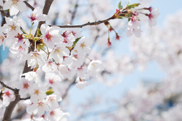 Soft focus Sakura flower on nature background, Cherry Blossom