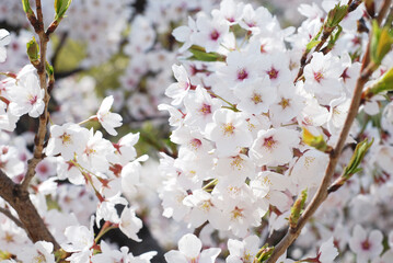 Soft focus Sakura flower on nature background, Cherry Blossom