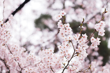 Soft focus Sakura flower on nature background, Cherry Blossom