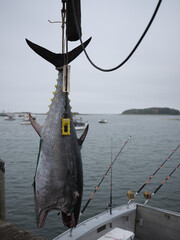 Freshly caught yellowfin Tuna hanging on a scale just caught off Cape Porpoise Maine