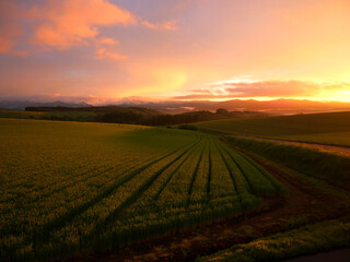 sunrise over the field