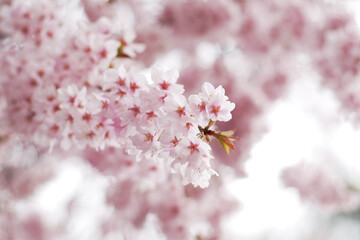 Soft focus Sakura flower on nature background, Cherry Blossom