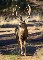 Mule deer buck during the rut. Colorado Wildlife. Wild Deer on the High Plains of Colorado
