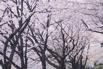 Sakura flower on nature background in the garden, Cherry Blossom
