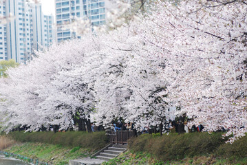 Sakura flower on nature background in the garden, Cherry Blossom