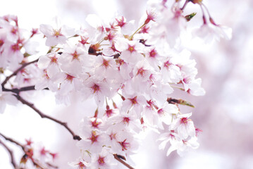 Soft focus Sakura flower on nature background, Cherry Blossom