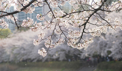 Sakura flower on nature background in the garden, Cherry Blossom