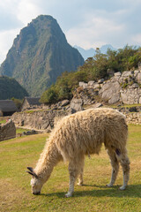 マチュピチュのリャマ