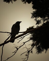 meditation at sunset