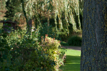 Tree trunk. Noon. The photo was taken in the Rosengarten in Uetersen Germany