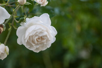 Rose flover. Noon. The photo was taken in the Rosengarten in Uetersen Germany