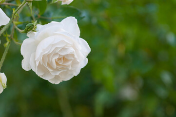 Rose. Noon. The photo was taken in the Rosengarten in Uetersen Germany