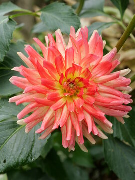 dalhia orange