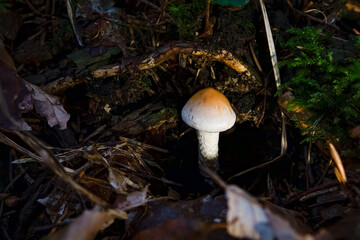 Lepiota Oreadiformis smooth umbrella fungus mushroom in colourful autumn forest