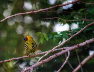 a bird on a tree