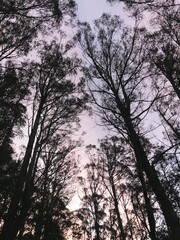 the forest in Tasmania, Australia