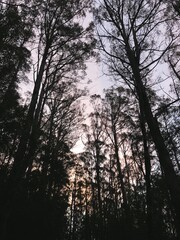 the forest in Tasmania, Australia