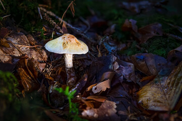 Lepiota Oreadiformis smooth umbrella fungus mushroom in colourful autumn forest
