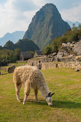 マチュピチュのリャマ