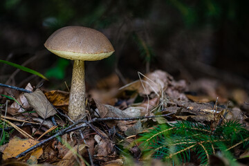 Leccinum scabrum birch fungus mushroom in colourful autumn forest © mindscapephotos