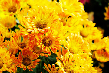 Beautiful Chrysanthemums in the Thailand Garden