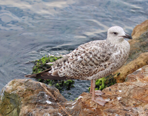 Seagull