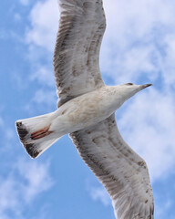 Seagull