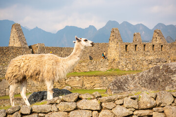 マチュピチュのリャマ