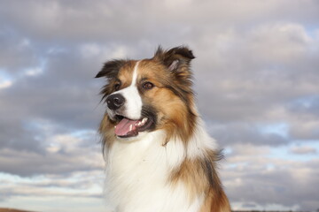 collie