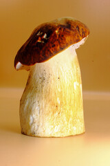 closeup of  Porcini mushroom edible fungi isolated on a beige background